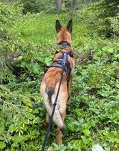 ROCKY, Hund, Malinois-Mix in Weira - Bild 8