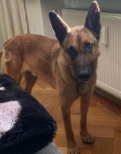 ROCKY, Hund, Malinois-Mix in Weira - Bild 9