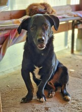 PATROCLES, Hund, Mischlingshund in Rumänien - Bild 1