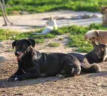 PATROCLES, Hund, Mischlingshund in Rumänien - Bild 4