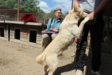 TIMMY, Hund, Mischlingshund in Rumänien - Bild 5