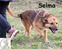 SELMA, Hund, Mischlingshund in Bosnien und Herzegowina - Bild 3