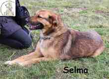 SELMA, Hund, Mischlingshund in Bosnien und Herzegowina - Bild 4