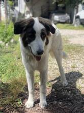 MATS, Hund, Mischlingshund in Griechenland - Bild 2