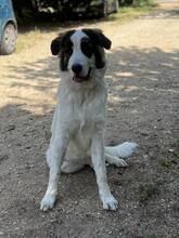 MATS, Hund, Mischlingshund in Griechenland - Bild 3