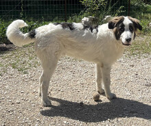 MATS, Hund, Mischlingshund in Griechenland - Bild 6