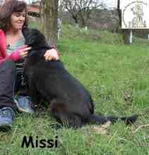 MISSI, Hund, Mischlingshund in Bosnien und Herzegowina - Bild 3