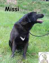 MISSI, Hund, Mischlingshund in Bosnien und Herzegowina - Bild 5