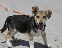 CASPERLE, Hund, Foxterrier-Mix in Bulgarien - Bild 1