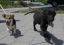 CASPERLE, Hund, Foxterrier-Mix in Bulgarien - Bild 10