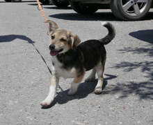 CASPERLE, Hund, Foxterrier-Mix in Bulgarien - Bild 11