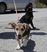 CASPERLE, Hund, Foxterrier-Mix in Bulgarien - Bild 12