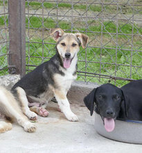 CASPERLE, Hund, Foxterrier-Mix in Bulgarien - Bild 13