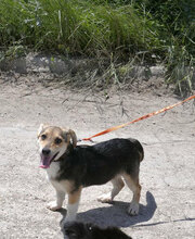 CASPERLE, Hund, Foxterrier-Mix in Bulgarien - Bild 2