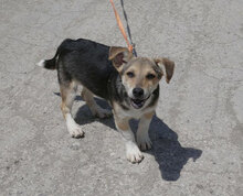 CASPERLE, Hund, Foxterrier-Mix in Bulgarien - Bild 3