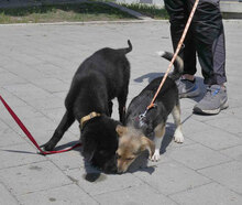 CASPERLE, Hund, Foxterrier-Mix in Bulgarien - Bild 4