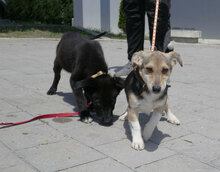 CASPERLE, Hund, Foxterrier-Mix in Bulgarien - Bild 5