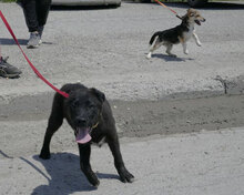 CASPERLE, Hund, Foxterrier-Mix in Bulgarien - Bild 6