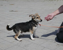 CASPERLE, Hund, Foxterrier-Mix in Bulgarien - Bild 7