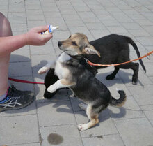 CASPERLE, Hund, Foxterrier-Mix in Bulgarien - Bild 8