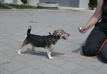 CASPERLE, Hund, Foxterrier-Mix in Bulgarien - Bild 9