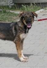 BERTIL, Hund, Mischlingshund in Bulgarien - Bild 1