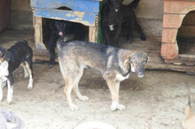 BERTIL, Hund, Mischlingshund in Bulgarien - Bild 10