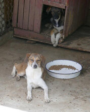 BERTIL, Hund, Mischlingshund in Bulgarien - Bild 11