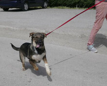 BERTIL, Hund, Mischlingshund in Bulgarien - Bild 2