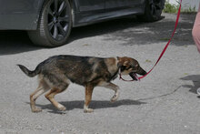 BERTIL, Hund, Mischlingshund in Bulgarien - Bild 3