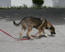 BERTIL, Hund, Mischlingshund in Bulgarien - Bild 5