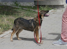 BERTIL, Hund, Mischlingshund in Bulgarien - Bild 6