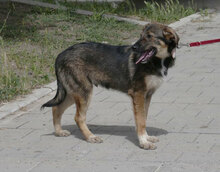 BERTIL, Hund, Mischlingshund in Bulgarien - Bild 7