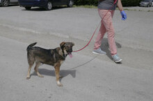 BERTIL, Hund, Mischlingshund in Bulgarien - Bild 9