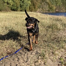 PACO, Hund, Rottweiler in Ratekau - Bild 1