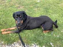 PACO, Hund, Rottweiler in Ratekau - Bild 2