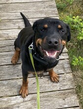 PACO, Hund, Rottweiler in Ratekau - Bild 3