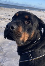 PACO, Hund, Rottweiler in Ratekau - Bild 4