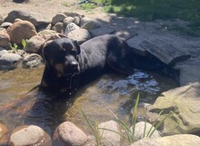 PACO, Hund, Rottweiler in Ratekau - Bild 5