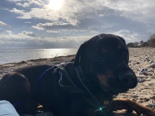 PACO, Hund, Rottweiler in Ratekau - Bild 7