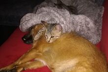 TIGRO, Katze, Europäisch Kurzhaar in Barntrup - Bild 4