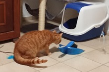 ROSSINO, Katze, Europäisch Kurzhaar in Bad Münstereifel - Bild 12