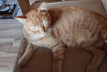 ROSSINO, Katze, Europäisch Kurzhaar in Bad Münstereifel - Bild 15