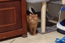ROSSINO, Katze, Europäisch Kurzhaar in Bad Münstereifel - Bild 16