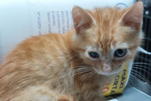 ROSSINO, Katze, Europäisch Kurzhaar in Bad Münstereifel - Bild 17