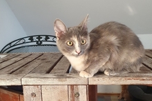 BIJOUX, Katze, Norwegische Waldkatze-Mix in Salzkotten - Bild 12