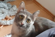 BIJOUX, Katze, Norwegische Waldkatze-Mix in Salzkotten - Bild 14