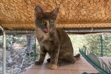 BIJOUX, Katze, Norwegische Waldkatze-Mix in Salzkotten - Bild 15