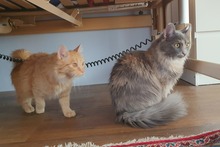 BIJOUX, Katze, Norwegische Waldkatze-Mix in Salzkotten - Bild 16