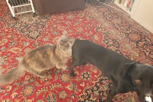 BIJOUX, Katze, Norwegische Waldkatze-Mix in Salzkotten - Bild 17